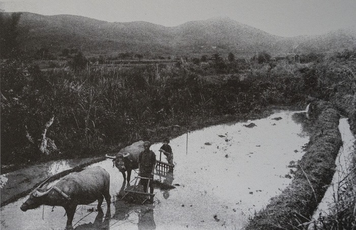 Trẻ nhỏ hỗ trợ người lớn cày bừa trên một thửa ruộng ở Cao Bằng