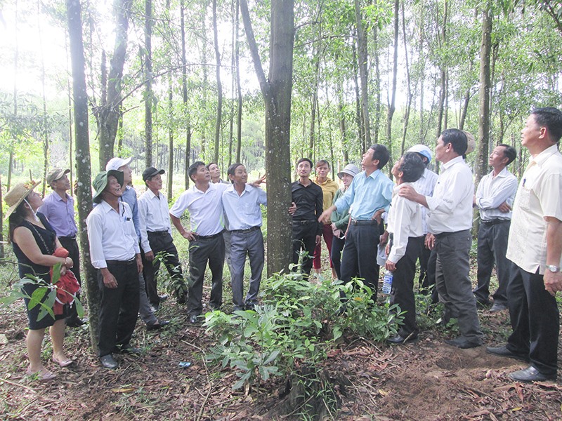 Đánh giá hiệu quả rừng FSC ở HTX Dịch vụ sản xuất nông nghiệp Phú Hưng, xã Hải Phú, Hải Lăng