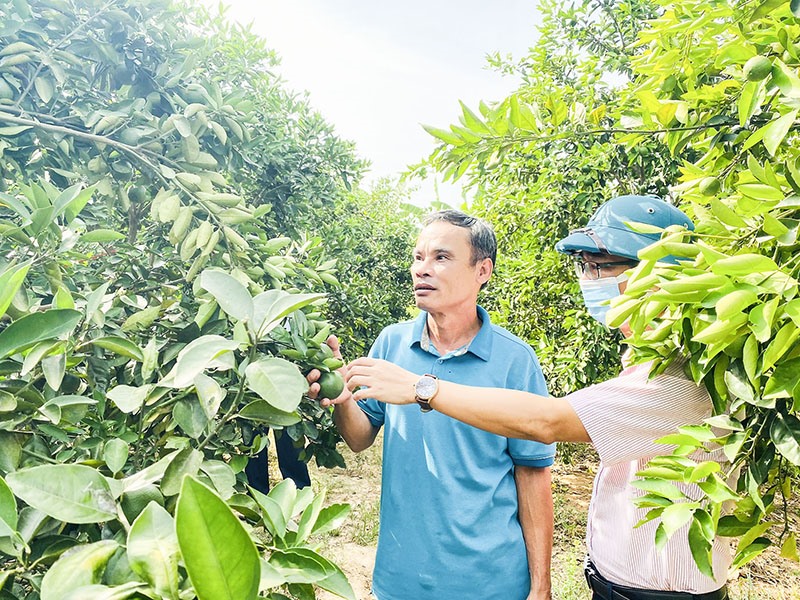 Tiếp cận được vốn vay cho hộ mới thoát nghèo, ông Minh đầu tư trồng thêm cây ăn quả để nâng cao thu nhập - Ảnh: T.P