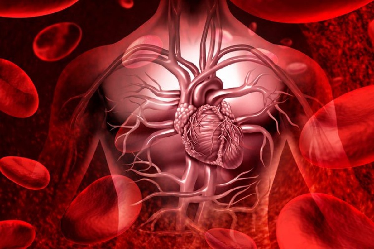 Nguy cơ mắc bệnh tim mạch: Những người thuộc nhóm máu A, B hoặc AB có nguy cơ mắc bệnh tim mạch cao hơn người thuộc nhóm máu A, đồng thời thường có tuổi thọ thấp hơn. Thống kê cho thấy khoảng 9% số ca tử vong do bệnh tim mạch có liên quan đến yếu tố nhóm máu.