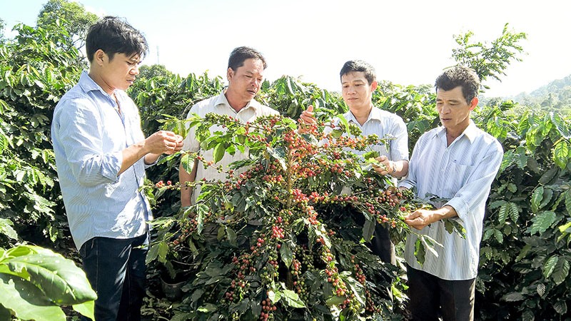Cà phê Khe Sanh canh tác sạch đã được xây dựng thương hiệu sản phẩm - Ảnh: T.H
