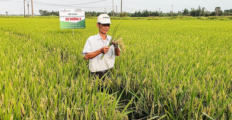 Mô hình trồng khảo nghiệm giống lúa thuần mới Dự Hương 8 tại HTX Phú Liêu, xã Triệu Tài, huyện Triệu Phong - Ảnh: L.A