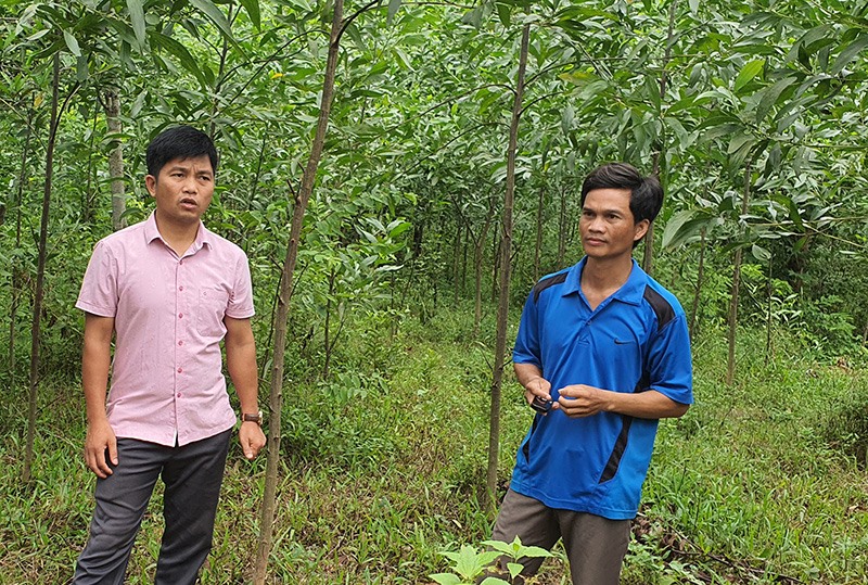 Trồng rừng đem lại nguồn thu nhập khá cho gia đình anh Hồ Văn Tình (bên phải) -Ảnh: T.L