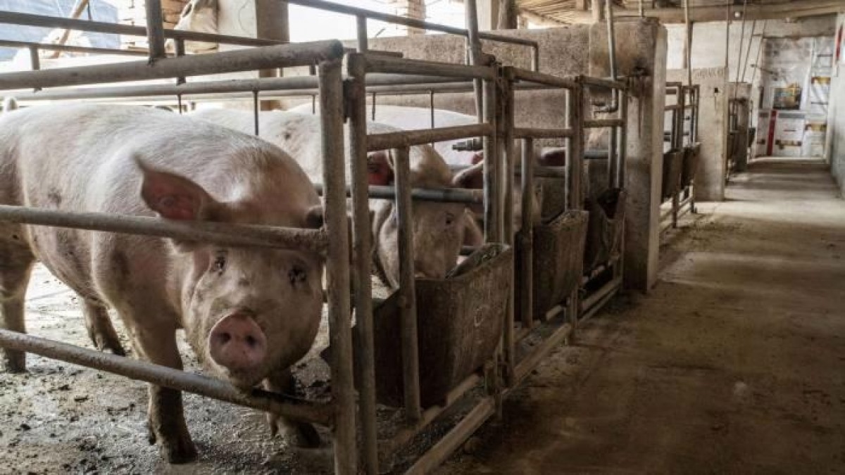 Trung Quốc đối mặt khủng hoảng thừa thịt lợn, giá giảm một nửa trong 6 tháng (Ảnh minh họa: Bloomberg)
