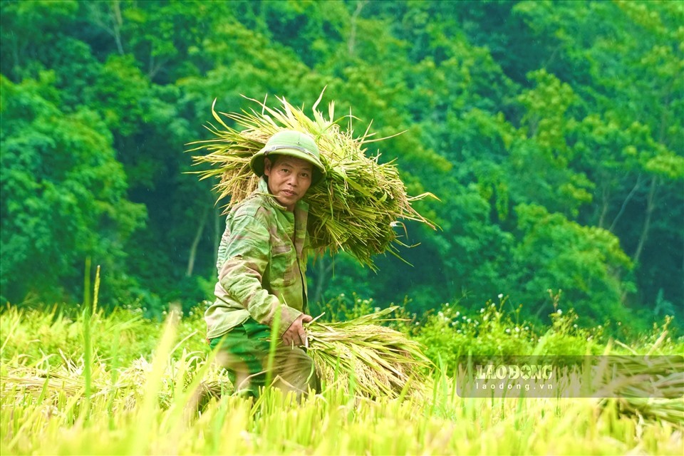 Vào những ngày này, người dân đang khẩn trương thu hoạch lúa trên những thửa ruộng. Tạo nên không khí rộn ràng mỗi sớm tinh mơ hoặc buổi chiều tà.
