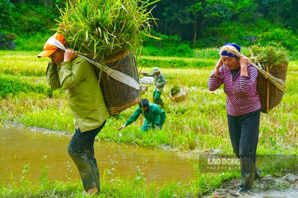 Theo nhiều người dân tại xã Thành Sơn, năm nay lúa được mùa nên người dân khá phấn khởi và thường thức dậy lúc sáng tinh mơ để thu hoạch. Lúa sau khi thu hoạch được cho vào những chiếc gùi, mang về nhà để tuốt và phơi khô.