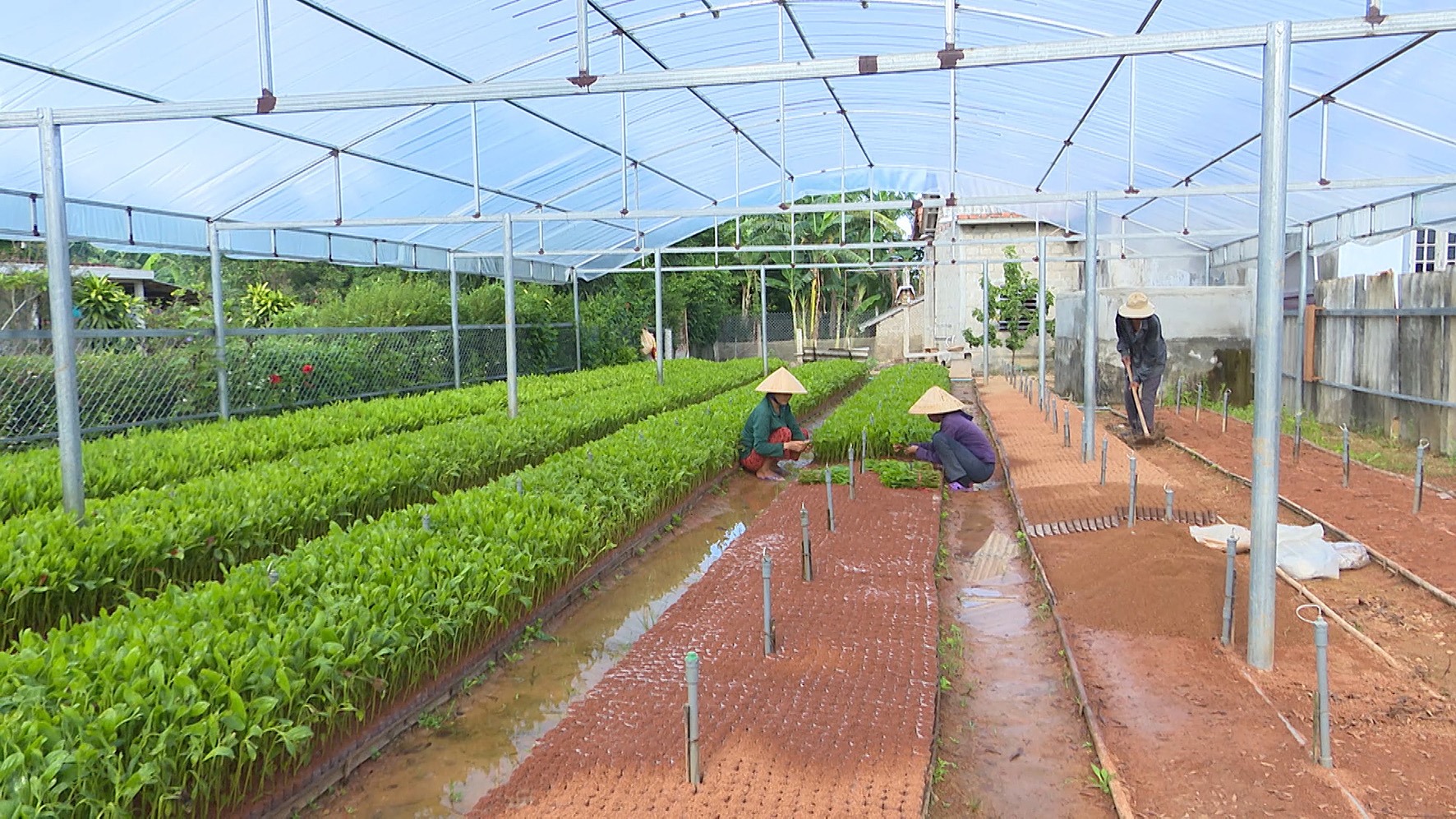 Ứng dụng khoa học công nghệ vào ươm giống cây lâm nghiệp ở Cam Lộ-Ảnh: A.V