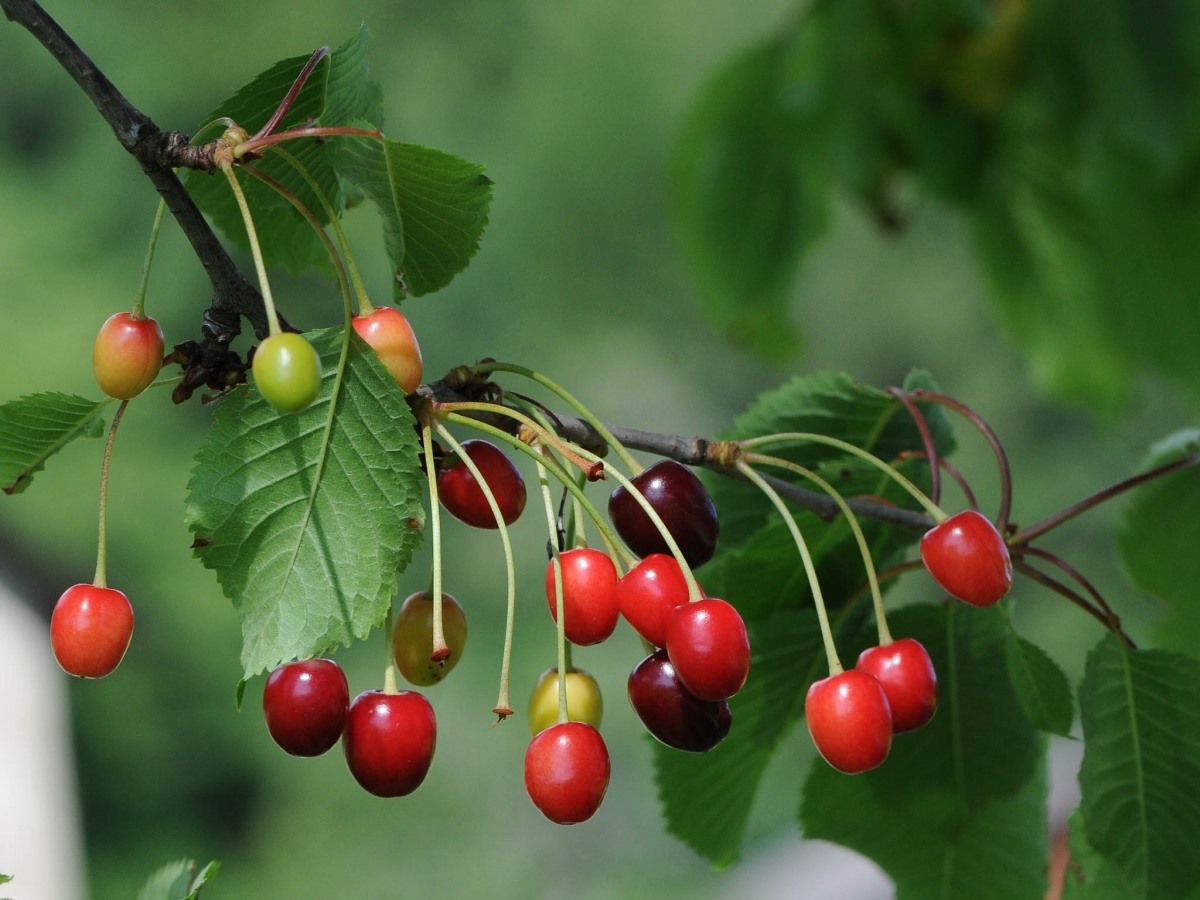 Trái cherry chua có hàm lượng lớn các chất chống oxy hóa.