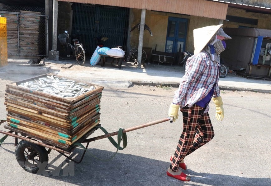 Đưa những vỉ cá nục đã hấp ra phơi ngoài trời nắng. (Ảnh: Nguyên Lý/TTXVN)