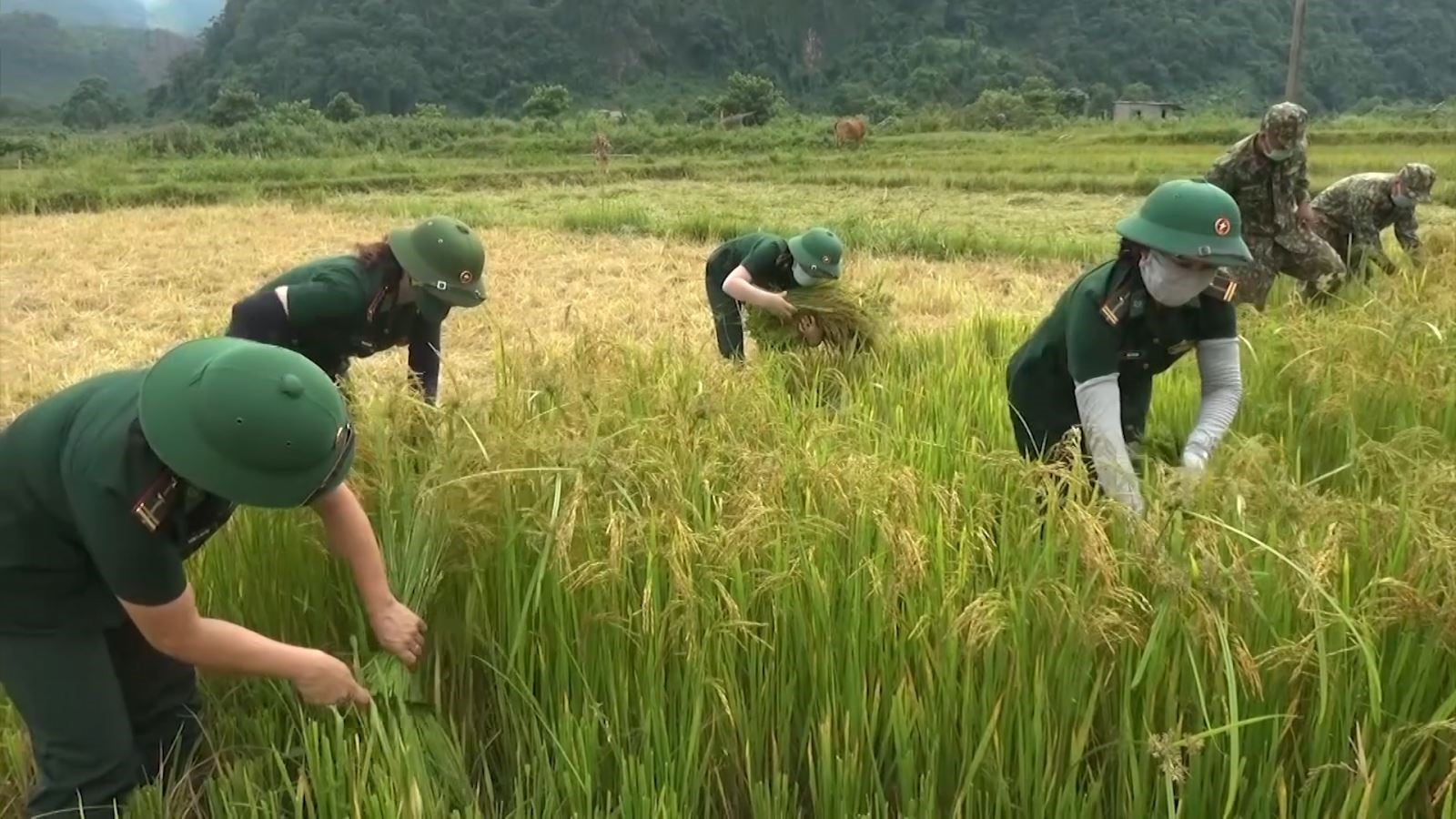Gặt lúa giúp dân tại xã Hướng Lập