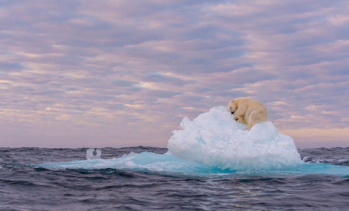 Bức ảnh “Kho báu trên băng” của tác giả Marek Jackowski chụp tại Svalbard, Na Uy đã ghi lại cảnh một chú gấu Bắc cực đang nằm trên một tảng băng trôi. Khi sự biến mất của các tảng băng do biến đổi khí hậu ngày càng trở nên rõ ràng, những chú gấu Bắc cực đã mất đi môi trường sinh sống của mình. Trong bức ảnh trên, khi chiều tối đến, chú gấu Bắc cực này đã may mắn tìm được một tảng băng nhỏ để trú ngụ qua đêm.