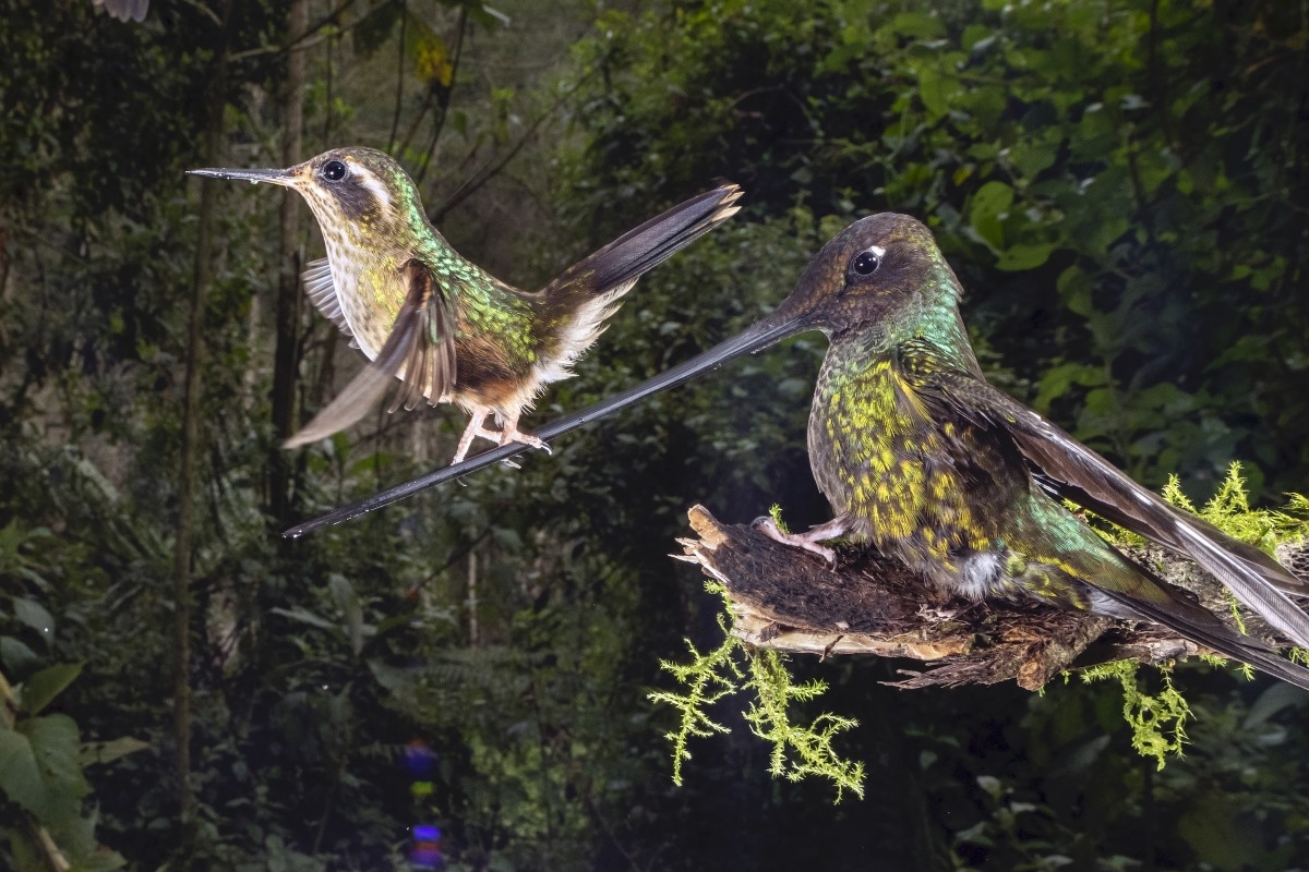 Bức ảnh “Nghệ sĩ đi trên dây” của nhiếp ảnh gia Nicolas Reusens chụp tại Papallacta, Ecuador. Nhiếp ảnh gia này đã mất 6 ngày để ghi lại khoảnh khắc một chú chim ruồi đi thăng bằng trên mỏ một chú chim ruồi khác - điều mà nhiếp ảnh gia này chưa từng thấy trước đó trong 10 năm quan sát chim ruồi.