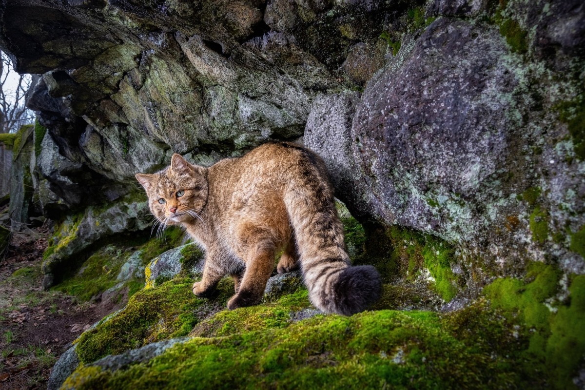 Mèo rừng châu Âu (hay còn có tên là Felis silvestris silvestris) rất hiếm và khó có thể chụp ảnh. Sau khi xem xét khu vực trên trong vài tháng, nhiếp ảnh gia Vladimir Cech Jr. đã ghi lại được khoảnh khắc này ở Cộng hòa Séc.