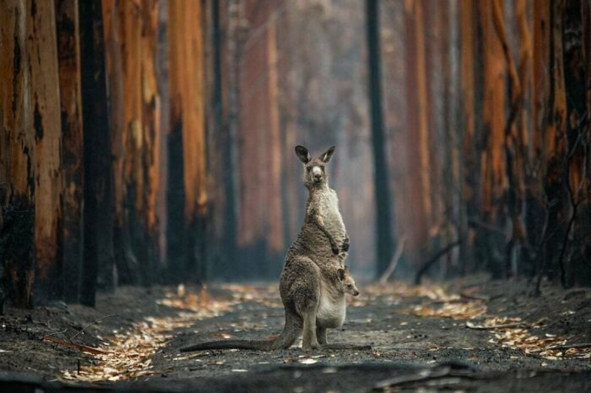 “Hy vọng từ khu rừng bị đốt cháy” là thông điệp trong bức ảnh của tác giả Jo-Anne Mcarthur chụp tại Mallacoota, Australia. Gần 3 tỷ con vật đã chết hoặc phải rời bỏ nơi sinh sống trong các vụ cháy rừng ở Australia năm 2019 và 2020. Chú kangaroo này và con của nó là những con vật may mắn sống sót và thoát ra khỏi khu vực bị cháy.