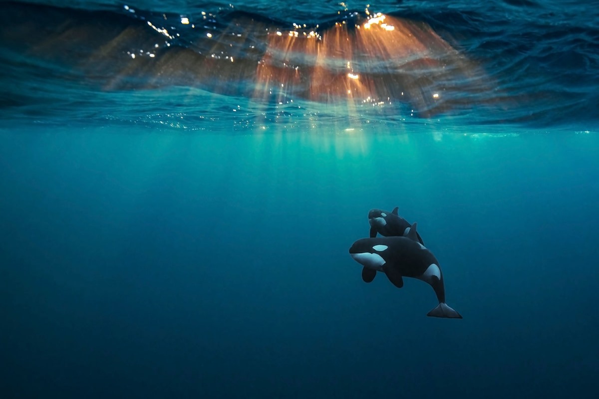 “Cá voi sát thủ dưới ánh mặt trời Bắc Băng Dương” là tên gọi bức ảnh ấn tượng của nhiếp ảnh gia Andy Schmid chụp tại Skjervøy, Na Uy. “Bà mẹ” cá voi sát thủ tò mò nhưng luôn sẵn sàng bảo vệ con mình này đã để cho nhiếp ảnh gia bơi gần nó trong gần 1 tiếng để chụp ảnh.