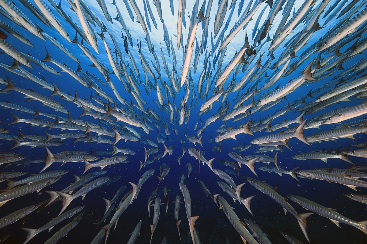 Bức ảnh độc đáo mang tên “Đàn cá nhồng” của tác giả Yung-Sen Wu chụp tại Koror, Palau.