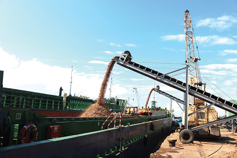 Gỗ dăm là mặt hàng chiếm thị phần xuất khẩu lớn qua Cảng Cửa Việt