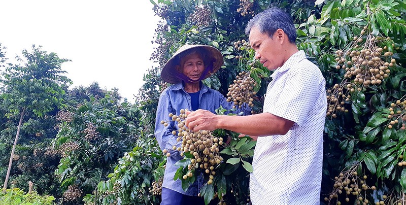 Ông Lê Văn Hưởng (bên trái) chia sẻ về kinh nghiệm trồng trọt với cán bộ nông dân thị trấn Lao Bảo -Ảnh: BÍCH LIÊN
