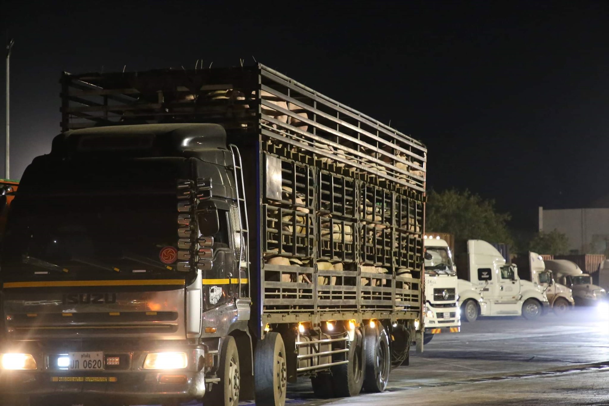 Vận chuyển lợn nhập khẩu qua Cửa khẩu quốc tế Lao Bảo - Ảnh: P.V