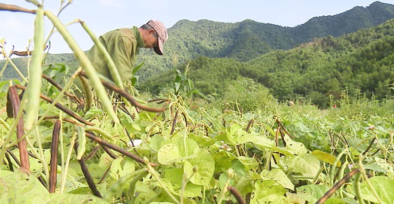 Đậu xanh được xác định là một trong số những cây trồng có lợi thế tại huyện Đakrông -Ảnh: T.L