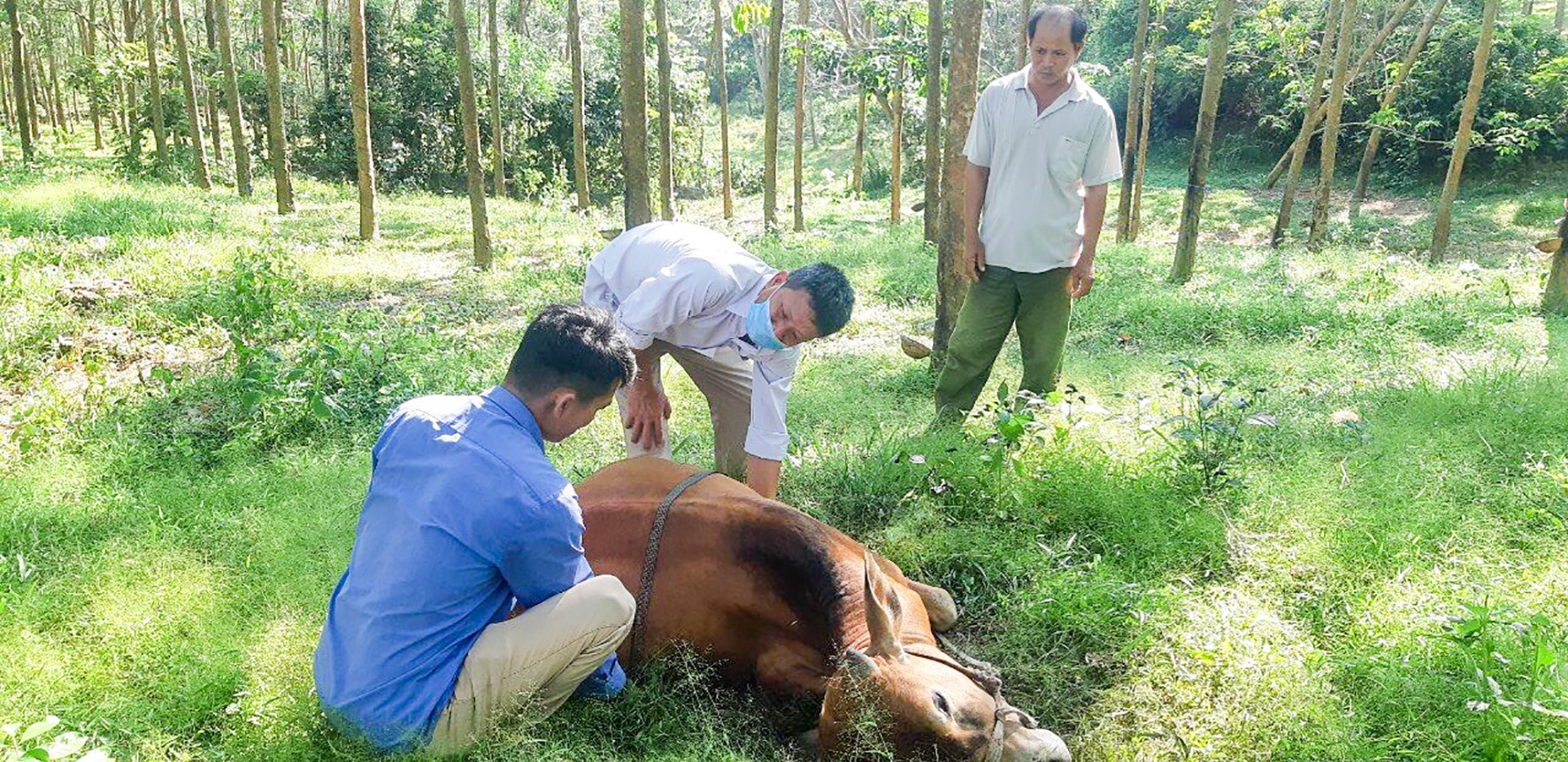 Bò bị dịch bệnh VDNC trên địa bàn huyện Cam Lộ - Ảnh: Anh Vũ