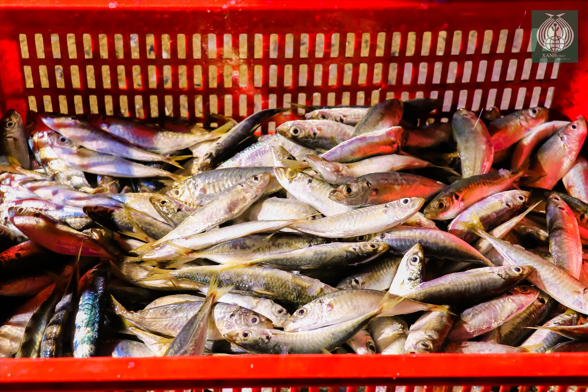 Cá được phân loại theo từng chủng loại khác nhau trước khi xuất bán cho các tiểu thương.