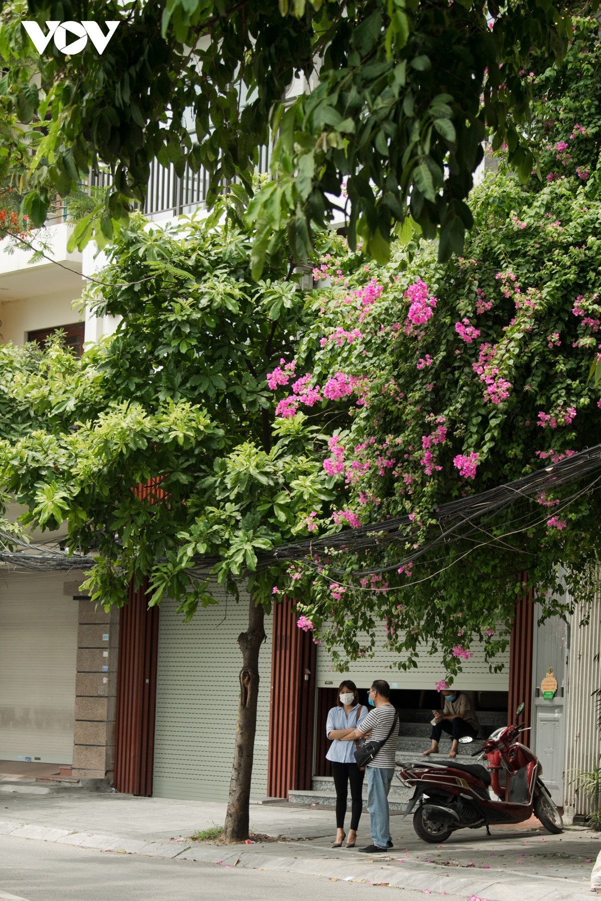 Nếu như hoa phượng, bằng lăng chỉ nở rộ vào một mùa nhất định trong năm thì ngược lại hoa giấy lại lặng lẽ quanh năm tô điểm cho phố phường Hà Nội.
