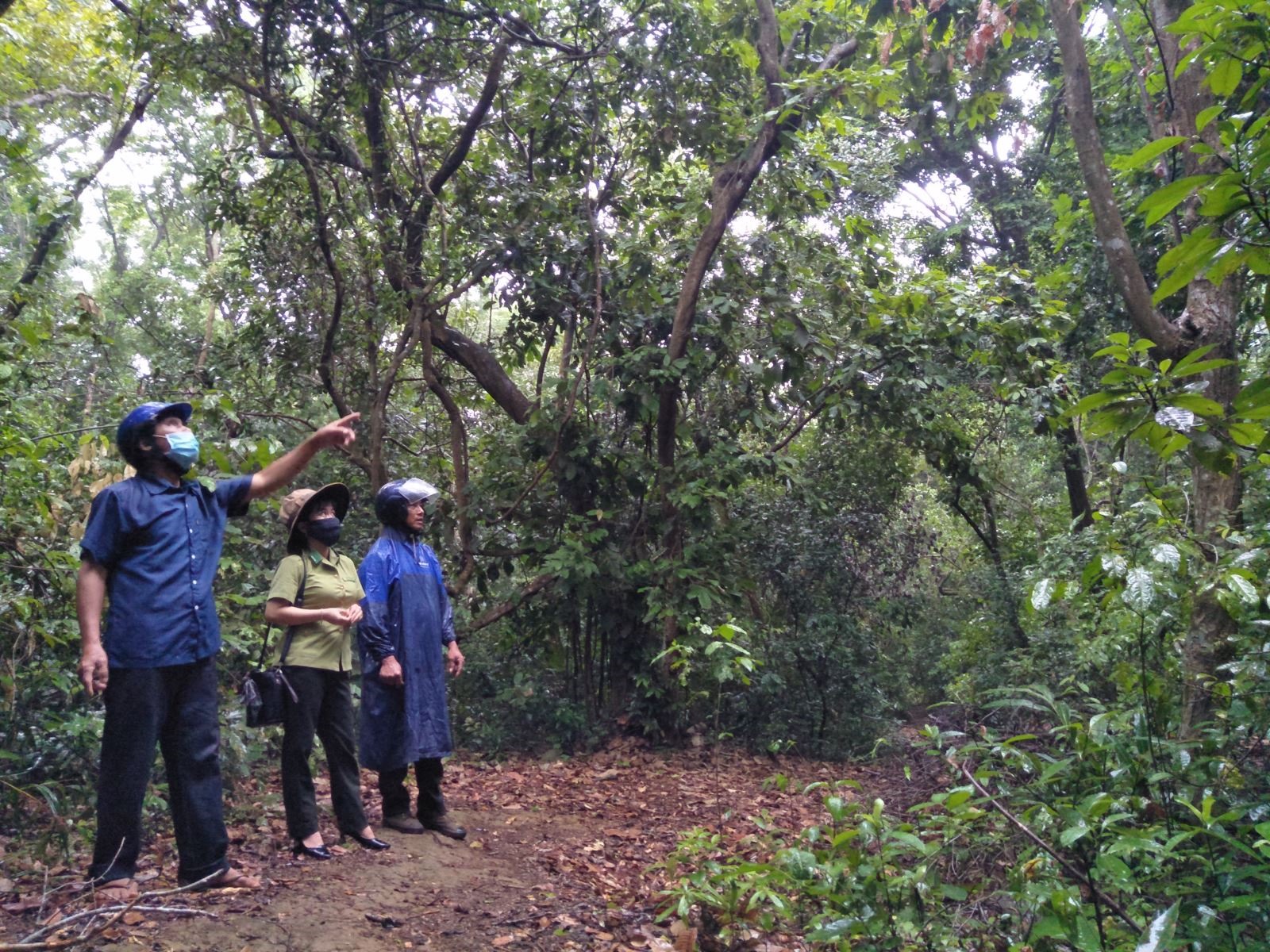 Ông Nguyễn Đình Trọng, thôn Hòa Bình, xã Hiền Thành, huyện Vĩnh Linh giới thiệu về một số cây quý trong rừng Rú Lịnh