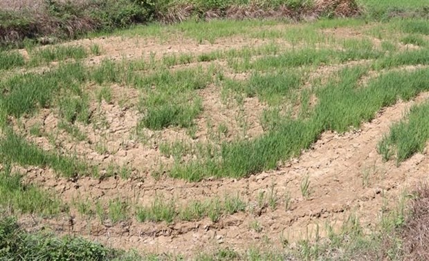 Ruộng lúa Hè Thu 2021 ở huyện Cam Lộ (Quảng Trị) bị thiếu nước tưới nên bị nứt lẻ. (Ảnh: Nguyên Lý/TTXVN)