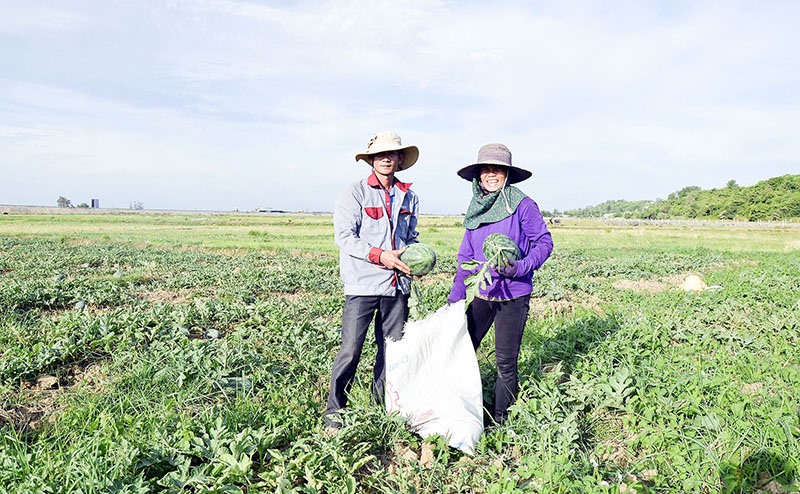 Niềm vui của người trồng dưa hấu ở thôn Lễ Môn, xã Phong Bình, Gio Linh -Ảnh: T.Q