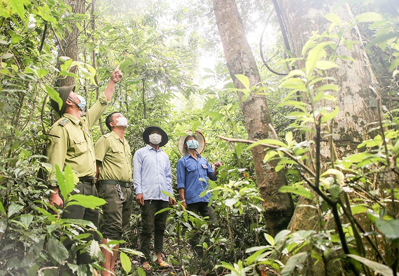 Tổ quản lý, bảo vệ rừng thôn Ruộng phối hợp với kiểm lâm địa bàn thường xuyên tuần tra, bảo vệ rừng - Ảnh: L.T