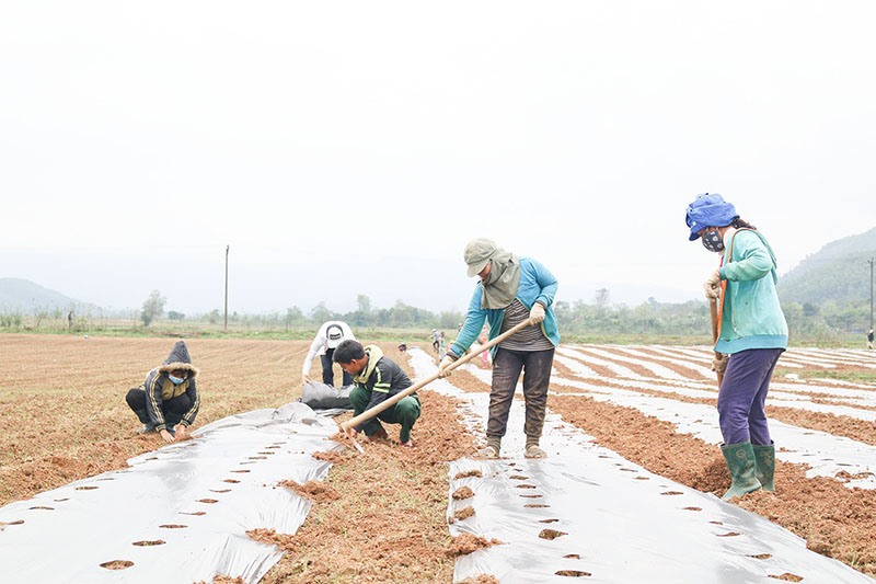 Trồng ớt phủ bạt nilon mang lại hiệu quả kinh tế cao ở xã Mò Ó, huyện Đakrông - Ảnh: K.K.S