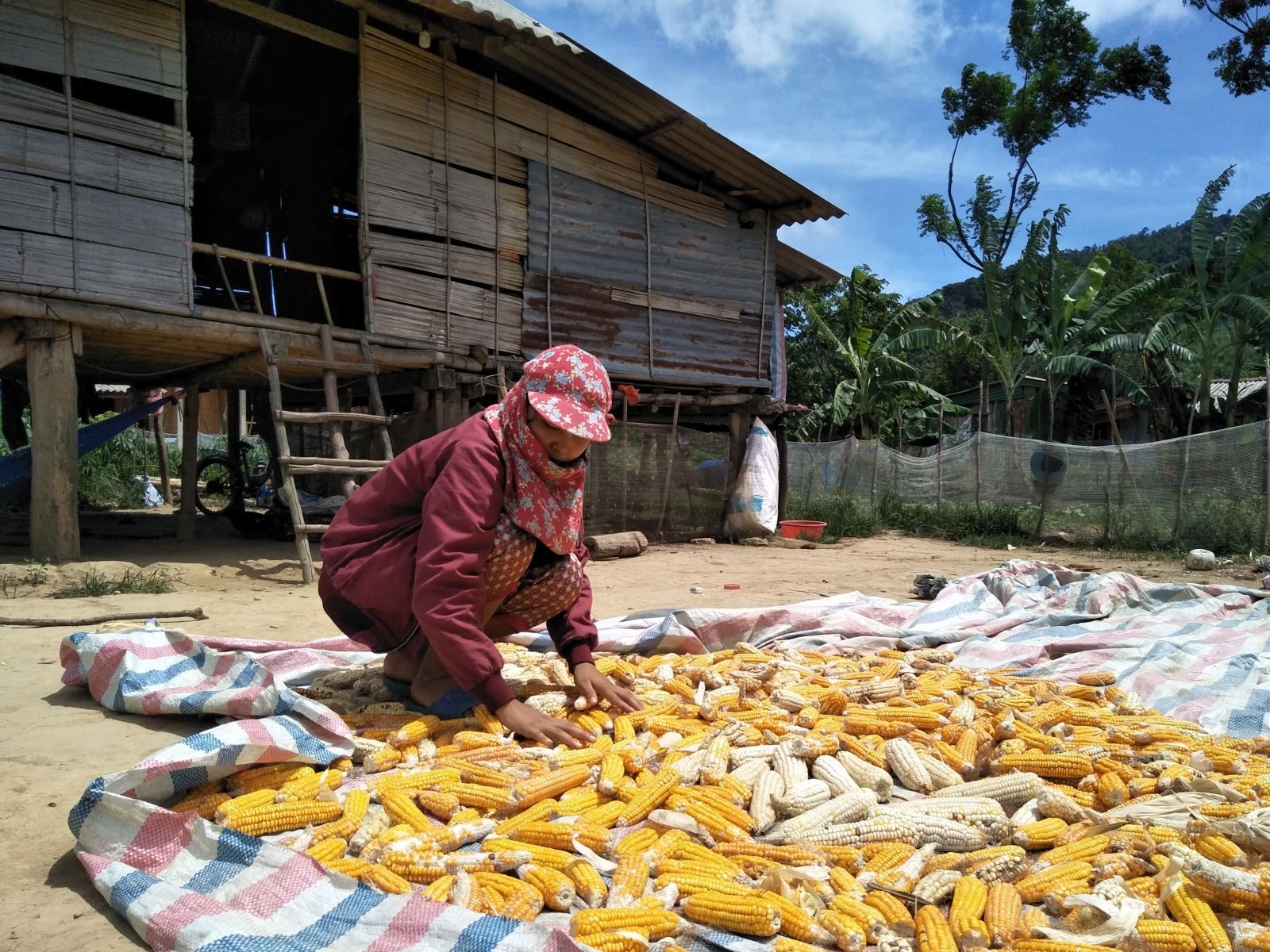 Ngô trở thành cây trồng chính của nhiều hộ nghèo ở vùng núi Đakrông