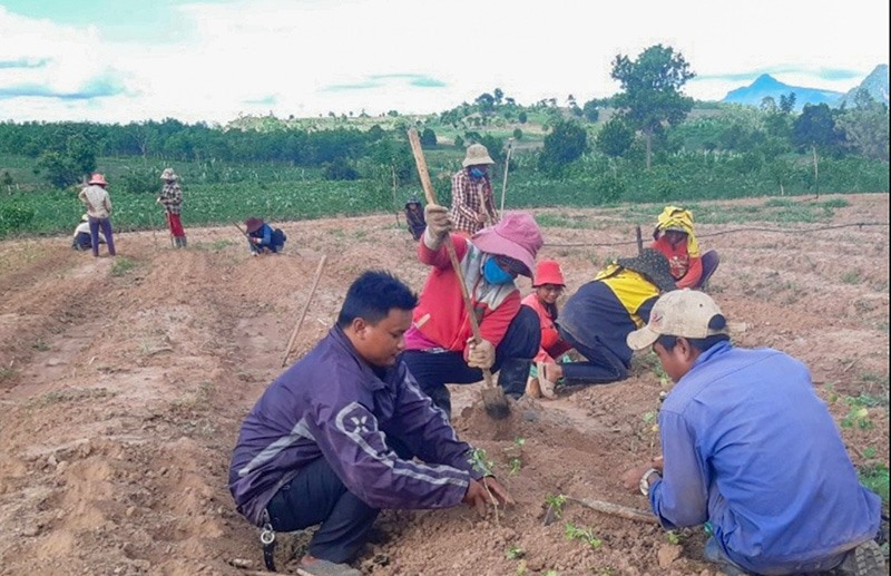 Chủ tịch Hội Nông dân xã Thanh Hồ Văn Khưa (bên trái) hướng dẫn nông dân trong xã kỹ thuật trồng trọt - Ảnh: N.T
