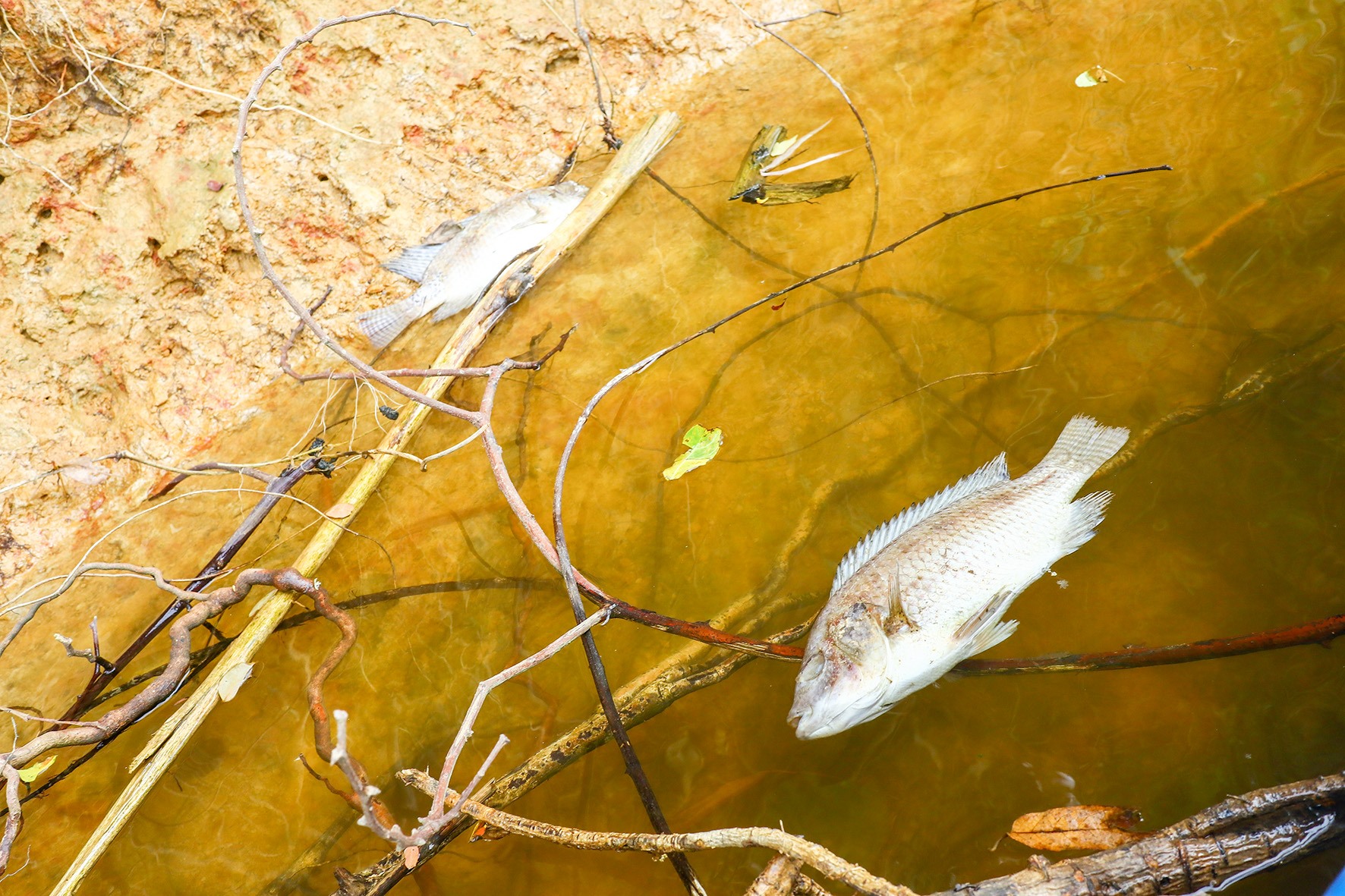 Nguyên nhân cá chết trên sông Hiếu được xác định là do nhiễm mặn - Ảnh: TRẦN TUYỀN