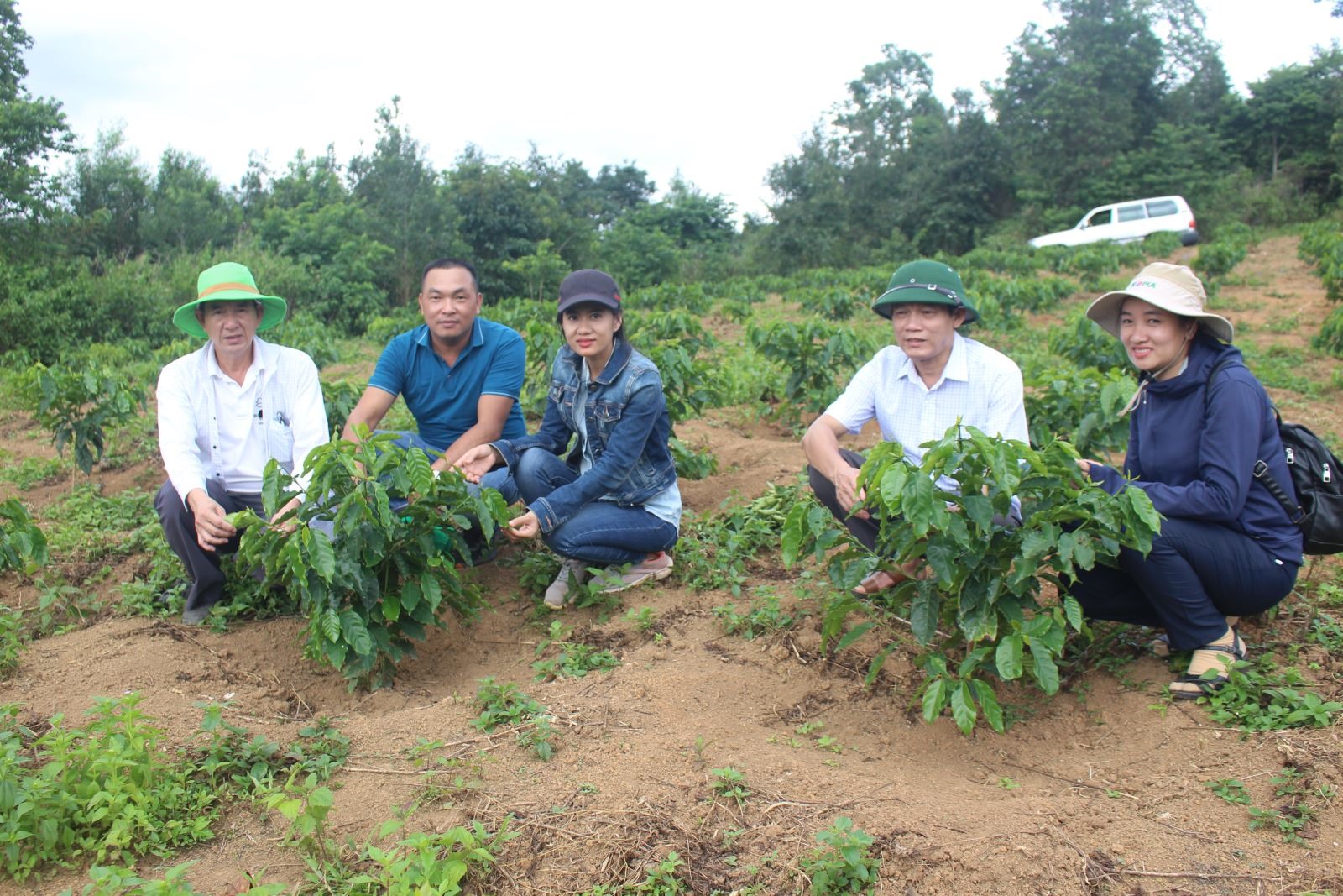 Lãnh đạo Trung tâm Khuyến nông tỉnh kiểm tra vườn cà phê chè sau gần 1 năm trồng