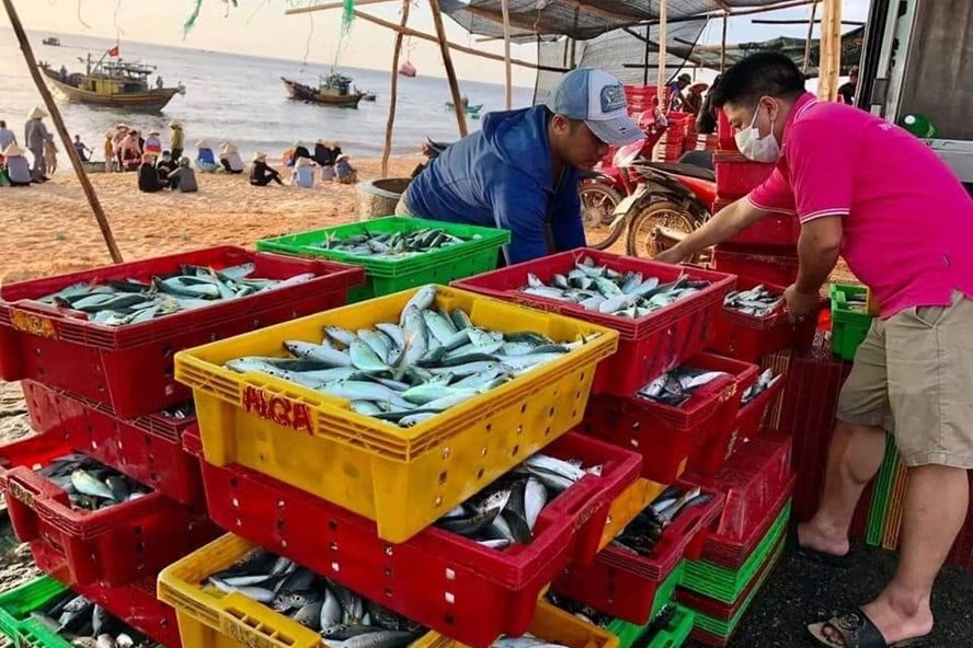 Cá tươi ngon được các thành viên CLB Du lịch Quảng Bình thu mua tại bãi biển Nhân Trạch. Ảnh: CTV