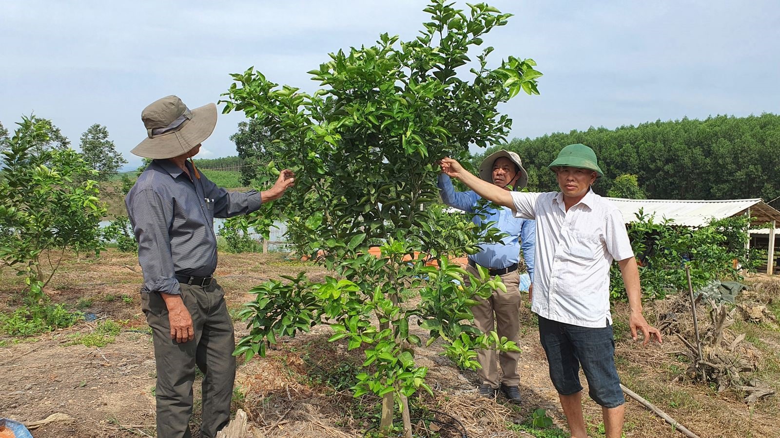 Cây cam được trồng từ cải tạo vườn tạp ở huyện Triệu Phong