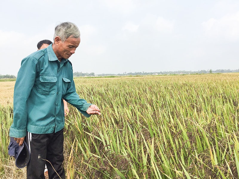 Sản xuất lúa hữu cơ tại xã Thanh An, Cam Lộ - Ảnh: T.C.L