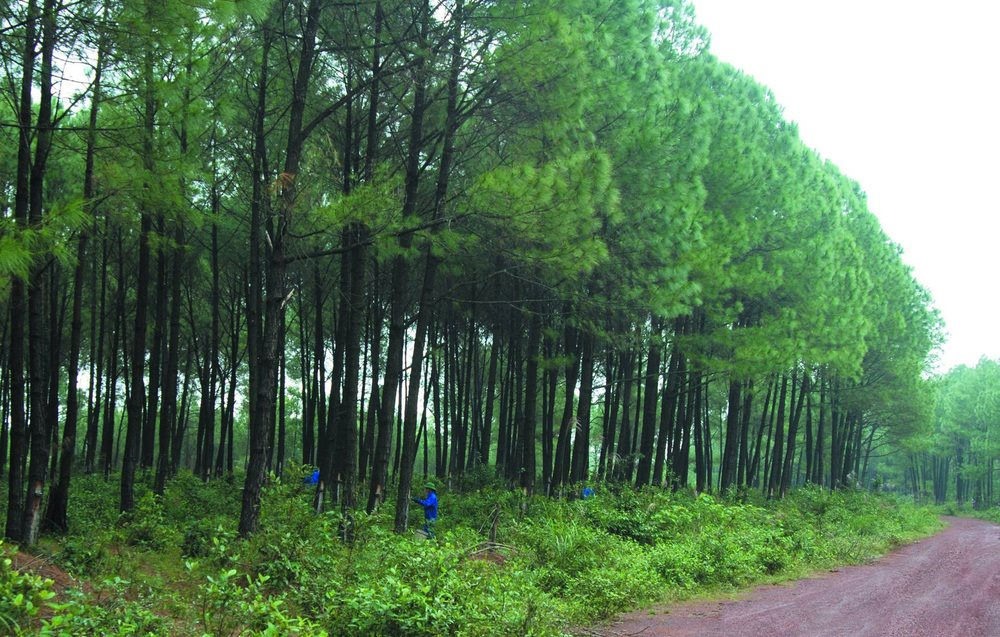 Người dân miền núi Đakrông tích cực trồng rừng