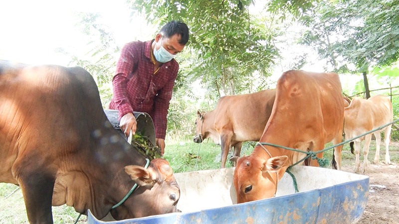 Anh Hồ Văn Chung chăm sóc đàn bò theo hình thức nuôi nhốt -Ảnh: BÍCH LIÊN