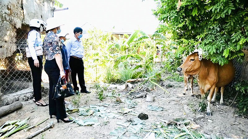 UBMT thị xã Quảng Trị hỗ trợ giống bò cho người dân phát triển sản xuất - Ảnh: N.L