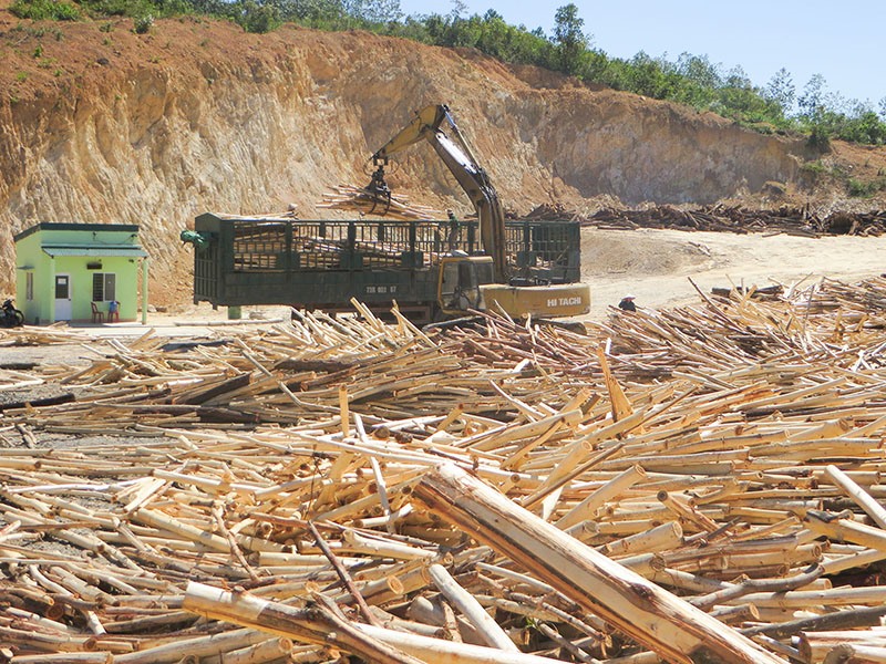 Khai thác và chế biến gỗ rừng trồng, một thế mạnh của tỉnh Quảng Trị - Ảnh: PV