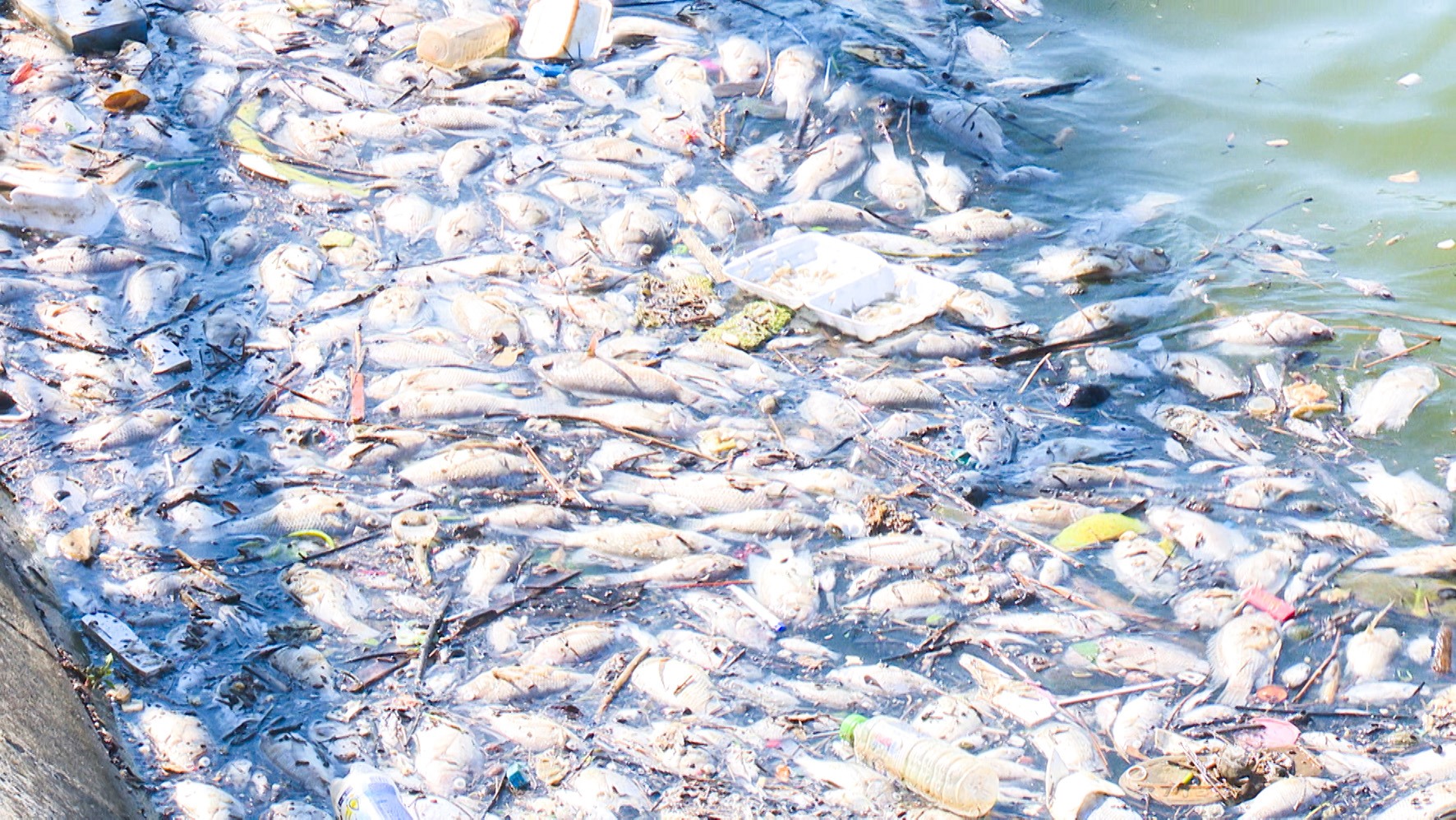 Cá chết hàng loạt, nổi bồng bềnh, bốc mùi hôi thối tại hồ điều hòa Công viên Fidel -Ảnh: Hải Phi