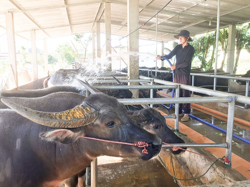 Chăm sóc trâu ở khu chăn nuôi hộ gia đình ông Hoàng Ngọc Rạng ở Cam Hiếu, Cam Lộ - Ảnh: Đ.T​