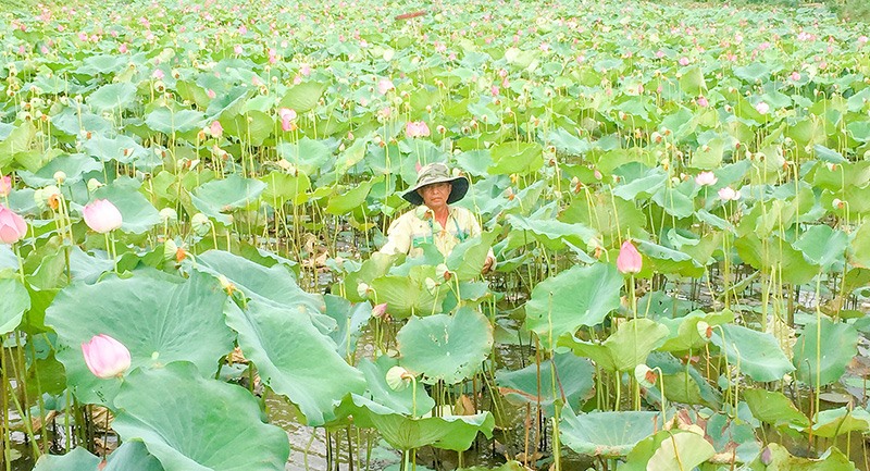 Cựu chiến binh Nguyễn Thành Đức khai thác vùng thấp trũng trồng sen - cá cho hiệu quả kinh tế cao - Ảnh: N.T