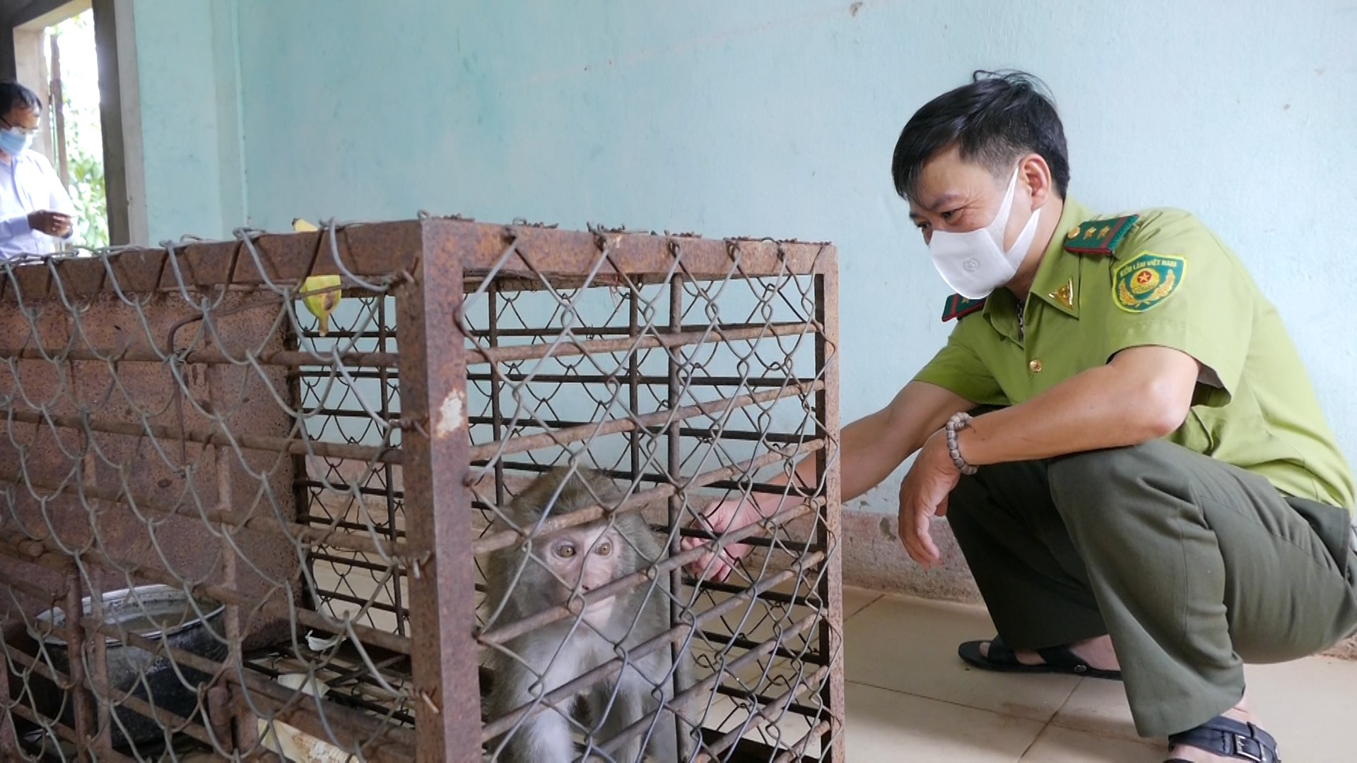 Cá thể khỉ vừa bẫy bắt được cán bộ Trạm Kiểm lâm Đông Hà chăm sóc cẩn thận-Ảnh: Hải Phi