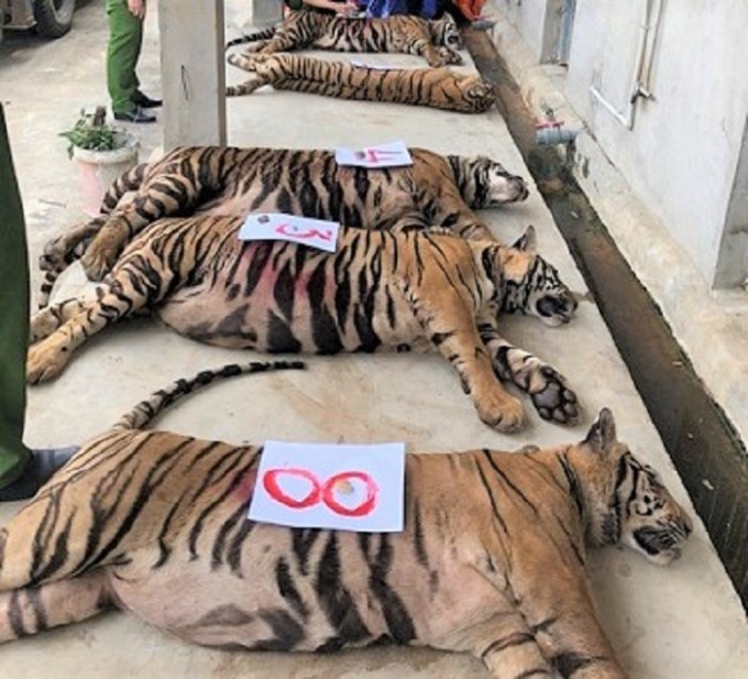 Những con hổ được giải cứu đưa về khu vườn thú hoang dã ở huyện Diễn Châu, Nghệ An để phục vụ công tác điều tra. (Ảnh: Nghean.gov.vn)