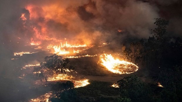 Cận cảnh cháy rừng ở Mỹ. (Nguồn: WSPA)