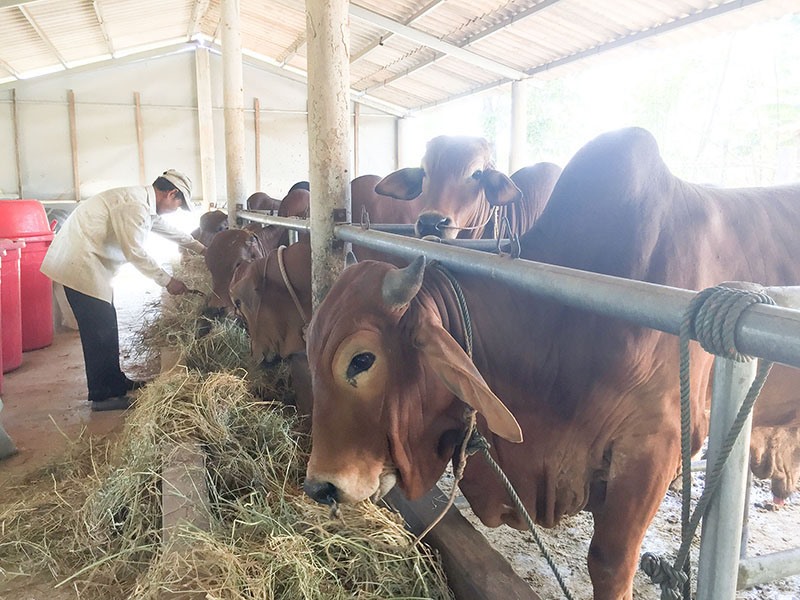 Một mô hình nuôi bò nhốt ở thôn Bình Mỹ, xã Cam Tuyền, huyện Cam Lộ -Ảnh: Đ.T